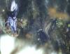 Bombus terrestris